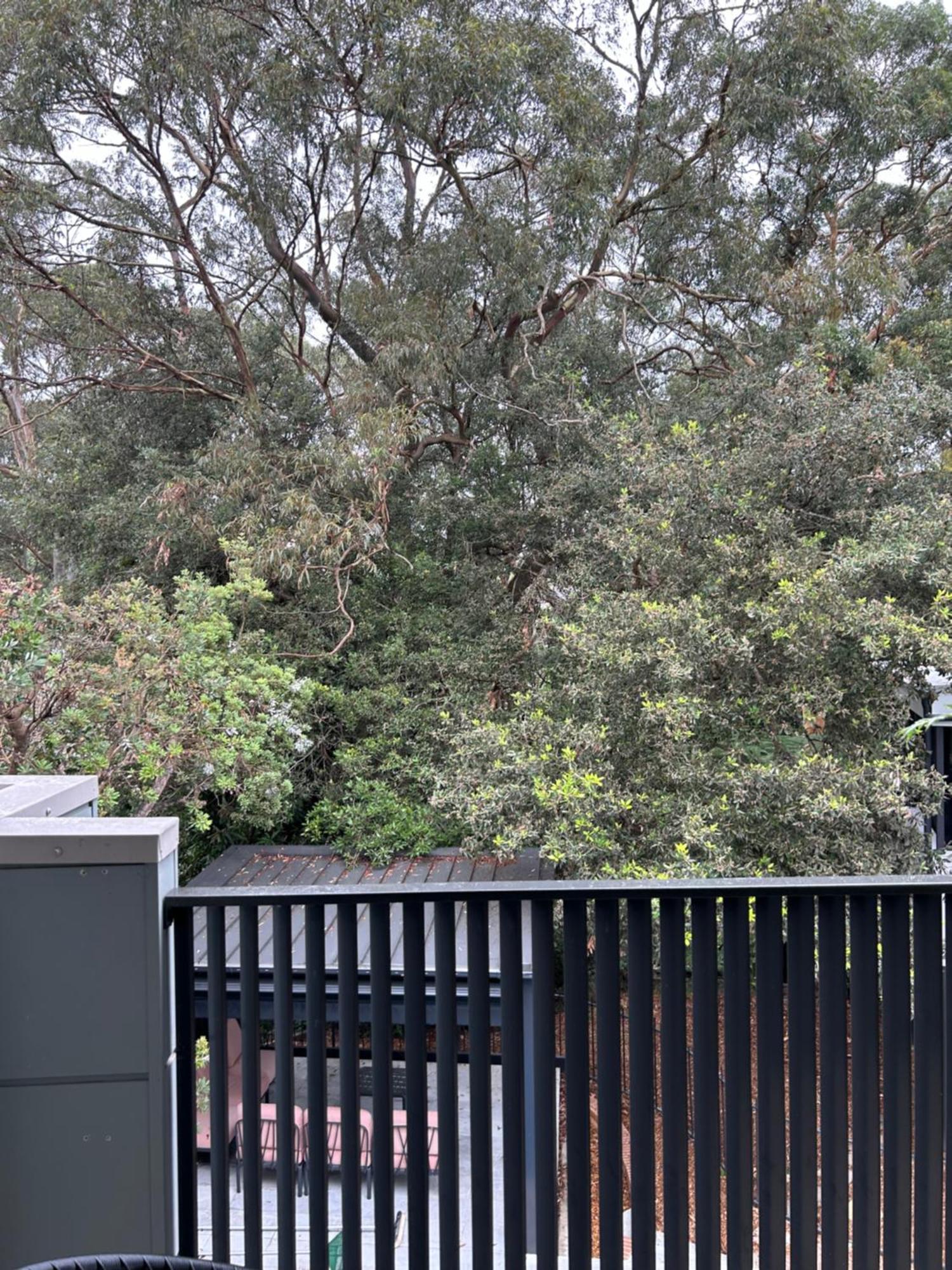 Bushland Setting Close To Sydney Cbd- Stand Alone Apartment Bagian luar foto